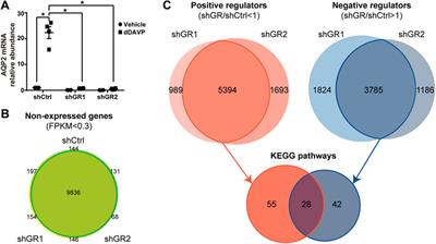 Glucocorticoid Receptor Maintains Vasopressin Responses in Kidney Collecting Duct Cells